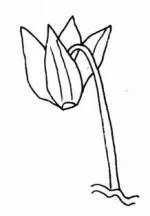Cyclamen