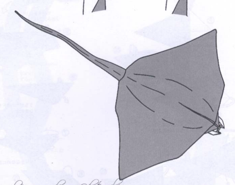 Manta ray