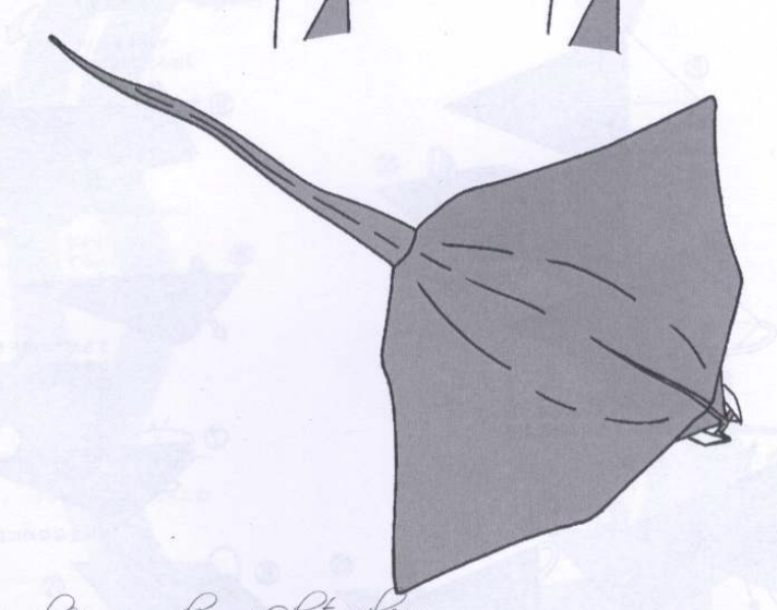 Manta ray