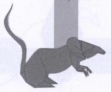 Rat