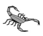 Scorpion varileg