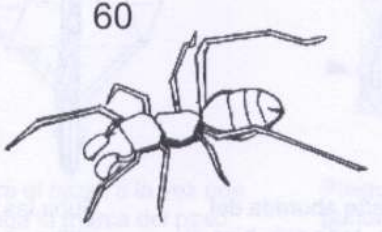 Ant