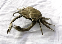 Shore crab