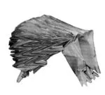 Hedgehog