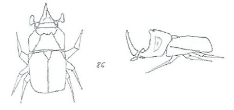 Scarab