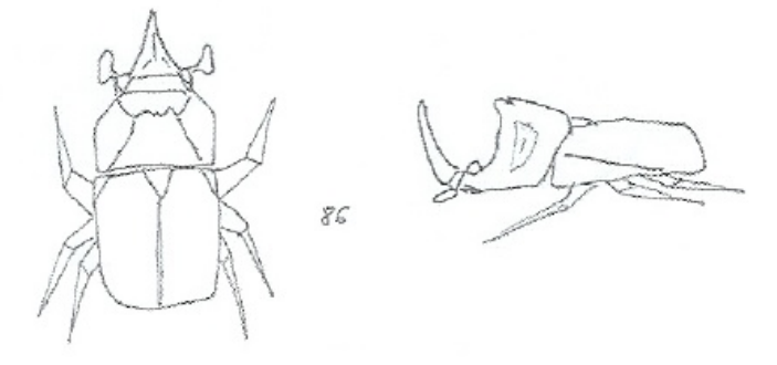Scarab