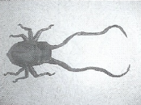 Longhorn beetle