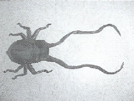 Longhorn beetle