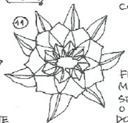Chrisantemum
