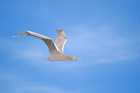 Seagull