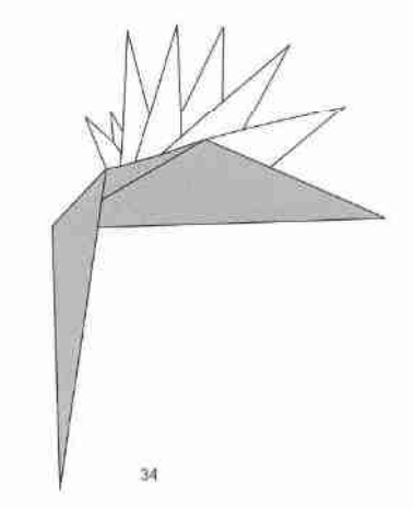 Bird of paradise