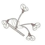 Cherry blossom
