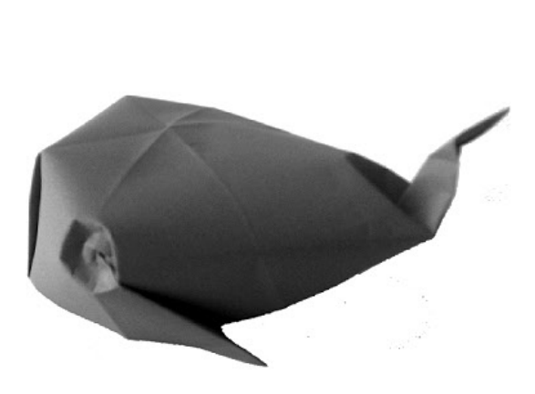 Whale