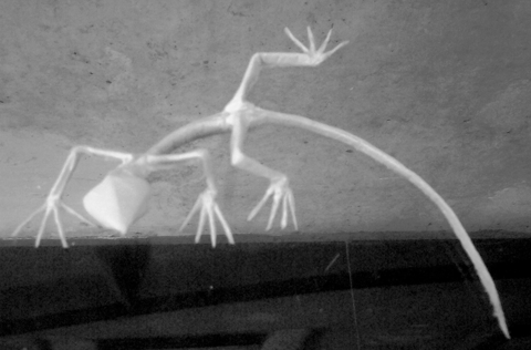Lizard