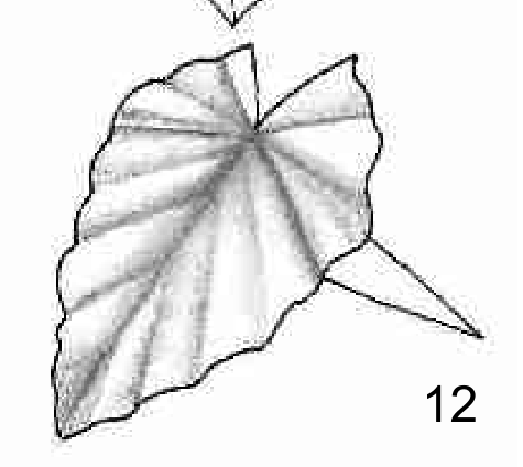 Leaf