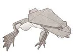 Frog - xenopus borealis