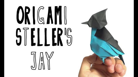 Stellar's Jay