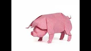 pig