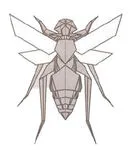 Wasp - long legged