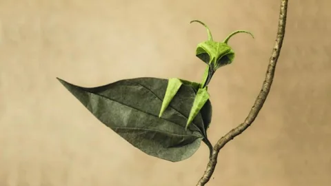 Hidden