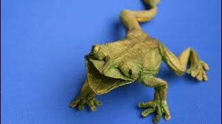 Tree Frog