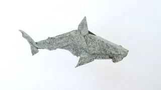 hammerhead shark