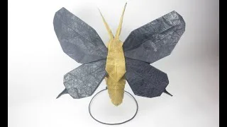 butterfly
