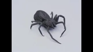black widow spider