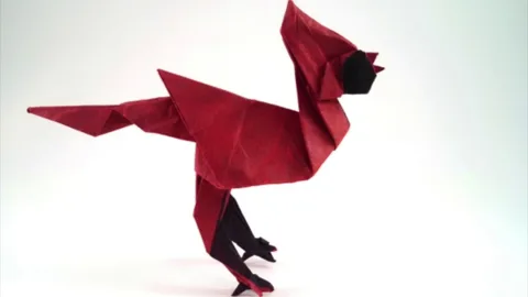 cardinal bird