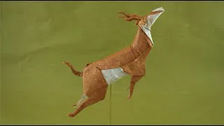 springbok