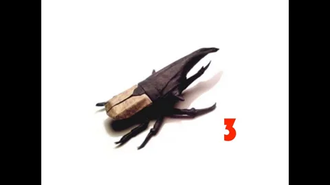 Hercules beetle