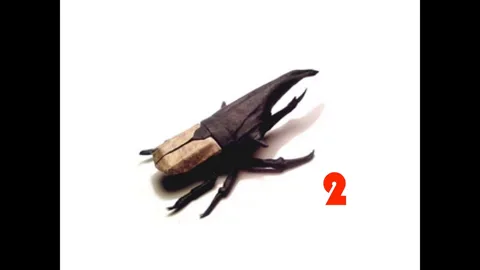 Hercules beetle