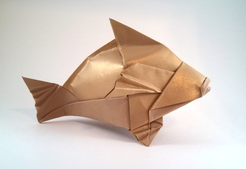 Brown Grouper
