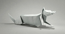 Grey wolf