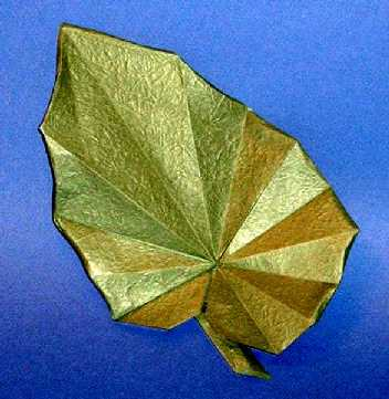Begonia leaf