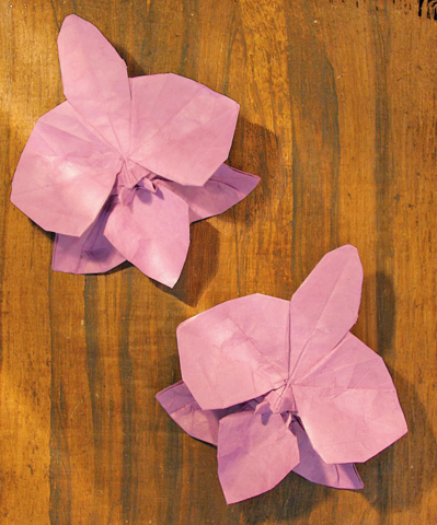Orchid
