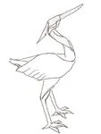 Little egret