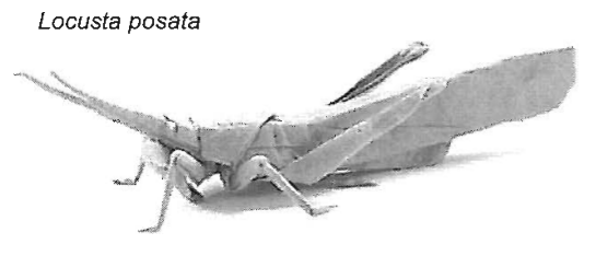 Locust - perched