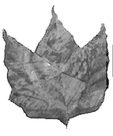 Maple leaf