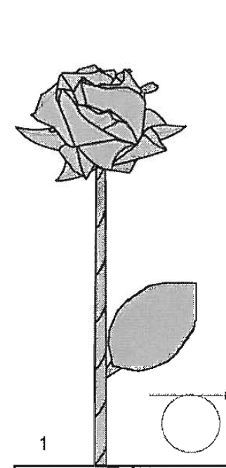 Rose