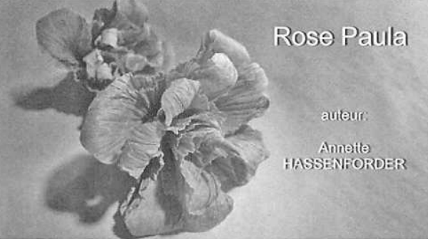 Rose Paula - Crumpled