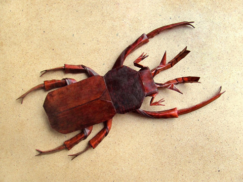 Dicronocephalus