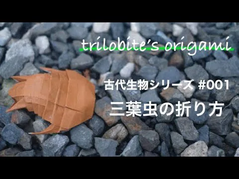 Trilobite（Redlichiida）