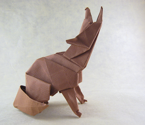 Coyote