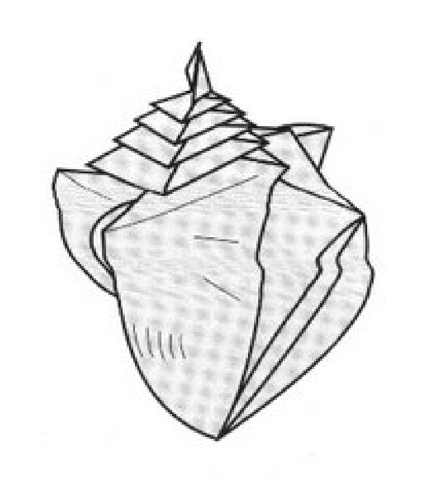 Shell - spiral - 4 openings