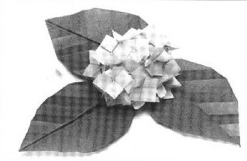 Hydrangea