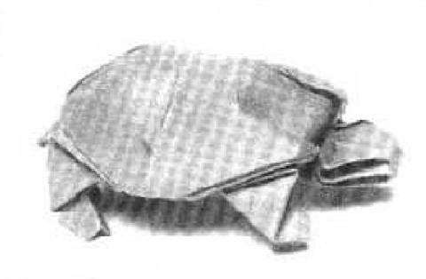 Tortoise