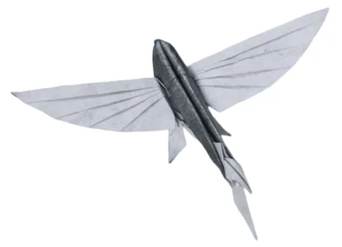 Flying fish