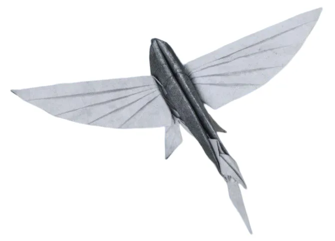 Flying fish