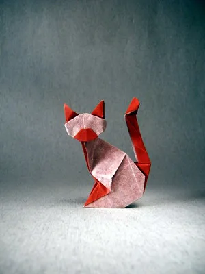 Siamese cat